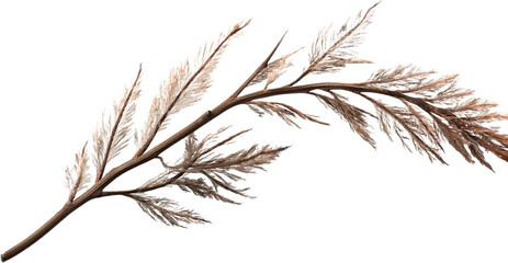 Fototapeta premium Elegant Dried Pampas Grass Branch Neutral Beige Tones Botanical Decor Nature Texture