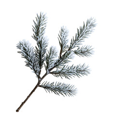 Frosted pine branch isolated on transparent background, cut out, png, clipping path
