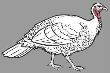 white turkey, detailed feathers, plump body, red head and wattle, pink legs, standing pose, realistic rendering, studio lighting, gray background, high contrast, photorealistic, 4k resolution, nature 