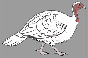 white turkey, detailed feathers, plump body, red head and wattle, pink legs, standing pose, realistic rendering, studio lighting, gray background, high contrast, photorealistic, 4k resolution, nature 