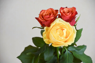 赤と黄色のばら