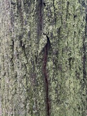 tree bark