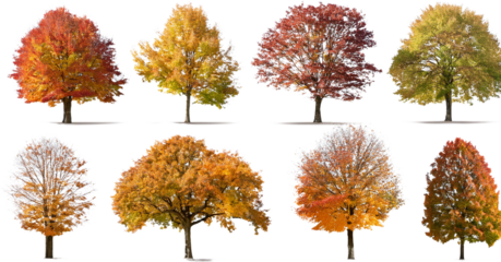 Collection of Eight Autumn Trees Isolated on White Vibrant Fall Foliage Nature Photography