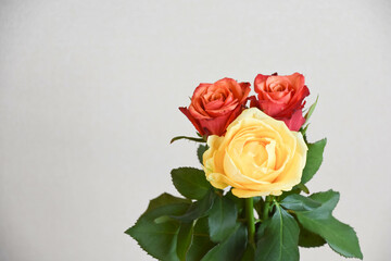 黄色と赤のばら