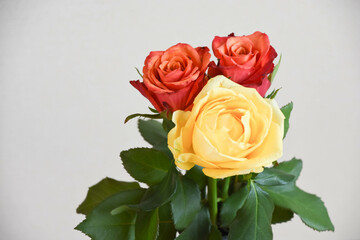 赤と黄色のばら