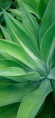 Fototapeta premium Green leaf mockup.