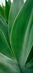 Obraz premium Green leaf closeup.