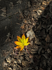 autumn leaves on the ground