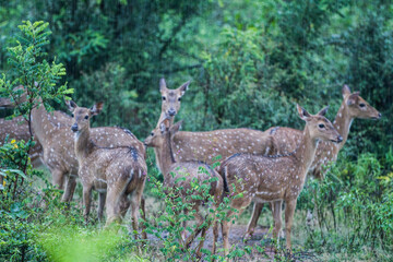 Deer wilpatthu srilanka