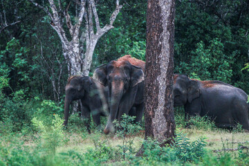 elephants in the forest