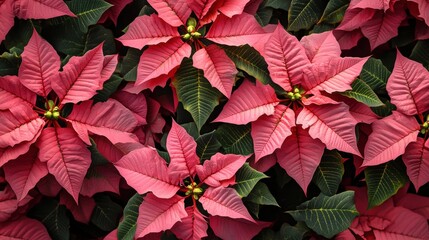 Bright pink poinsettia flowers with dark green leaves in a lush arrangement