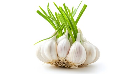 Fresh Garlic Bulb with Green Stalks