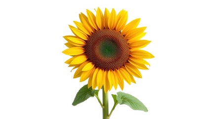 Fototapeta premium Isolated Sunflower on White Background - AI Photo, High Resolution, Bright Colors, Detailed, Stunning