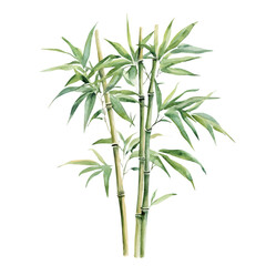 A watercolor of a Bamboo Tree, isolated on a white background. Bamboo Tree vector.
