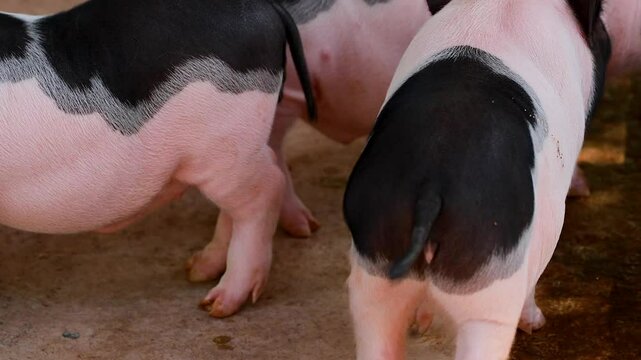 Mini Pigs at Exotic Zoo