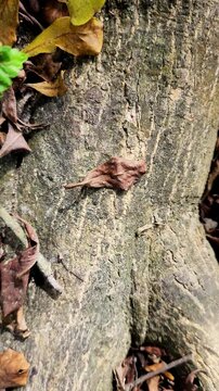 Podocarpus neriifolia or ki putri is a conifer tree belonging to the Podocarpaceae family. This tree is also known as Brown Pine. The stem looks very exotic with its charming bark grooves