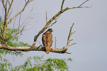 Hawk perched on a branch overlooking a serene landscape during a clear afternoon sky
