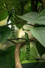 Black pepper (Piper nigrum) vine plant and fruit