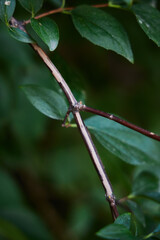An intricate branch adorned with vibrant green leaves, beautifully displayed in natures splendor