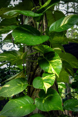 Green vine creeper plant on the trunk of a tree