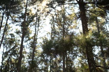 Pine trees with sunlight gently filtering through the dense branches