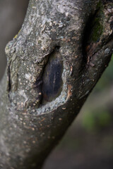 Obraz premium Closeup view of a trees bark, highlighting its intricate texture and unique hollows