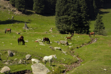 Horses grazing on a meadow of a scenic Altyn Arashan valley
