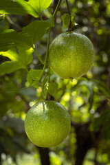 Two green passion fruits hanging down of a branch