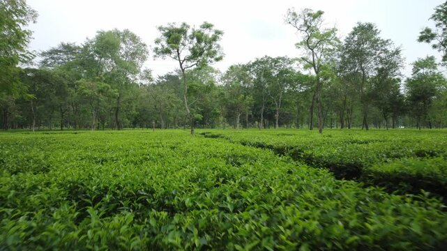 Eye level aerial view of a large tea garden planted at the foothills of Darjeeling Himalayas inside for industrial scale tea production in a heritage tea estate, Siliguri, West Bengal