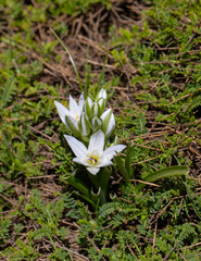 Dwarf star of Bethlehem (Ornithogalum oligophyllum) with erect flowerstalk bearing an open cluster...