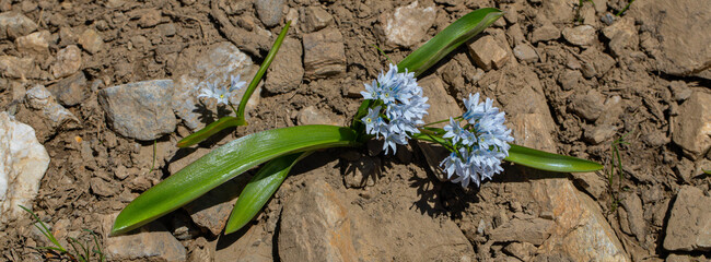 Close up of small spring flower called Puschkinia Scilloides.