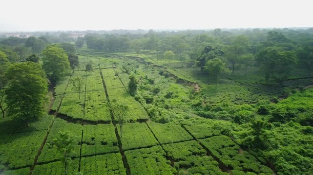 Panoramic drone view of an Industrial scale tea garden estate planted alongside native trees at the foothills of Darjeeling Himalayas, Siliguri, West Bengal