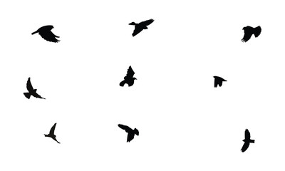 Flying Snowfinch Bird Silhouette Design  And Vector Illustration. 