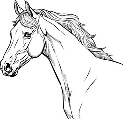 Handdrawn horse sketch