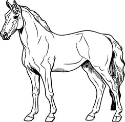 Handdrawn horse sketch