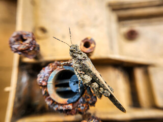 Pale-winged grasshopper macro photo