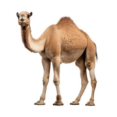 brown camel isolated on white