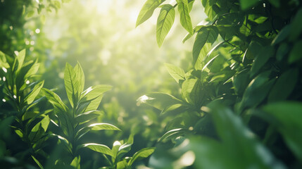 Sunlit green leaves in lush forest nature photography serene environment close-up view freshness concept