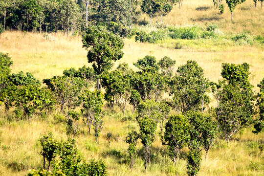 Perfect forest, Viewpoint Thung Salaeng Luang National Park