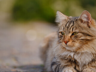 Street cats of Turkey country