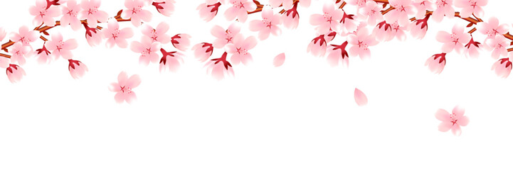 桜　和柄　水彩　背景