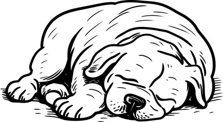 bulldog sketch drawing
