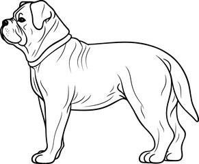 bulldog sketch drawing