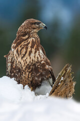 A majestic hawk perched on a snow-covered log in a tranquil winter forest with soft sunlight filtering through the trees