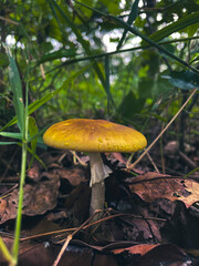 Fungus 