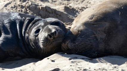A baby Elephant Seal on a California Beach beach