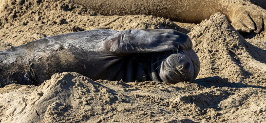 A baby Elephant Seal on a California Beach beach