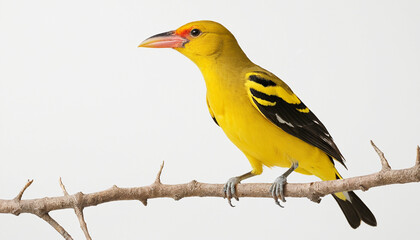 Obraz premium Male adult golden oriole White background perched gracefully