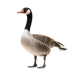 Obraz premium goose isolated on white background.PNG