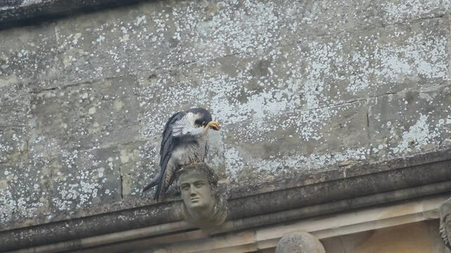 A Peregrine Falcon, Falco peregrinus, perching high on a building preening.